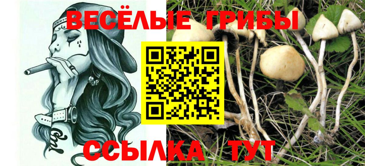 Галлюциногенные грибы MAGIC MUSHROOMS  Вход с VPN  Нововоронеж  что такое наркотик  Галлюциногенные грибы Psilocybine cubensis 